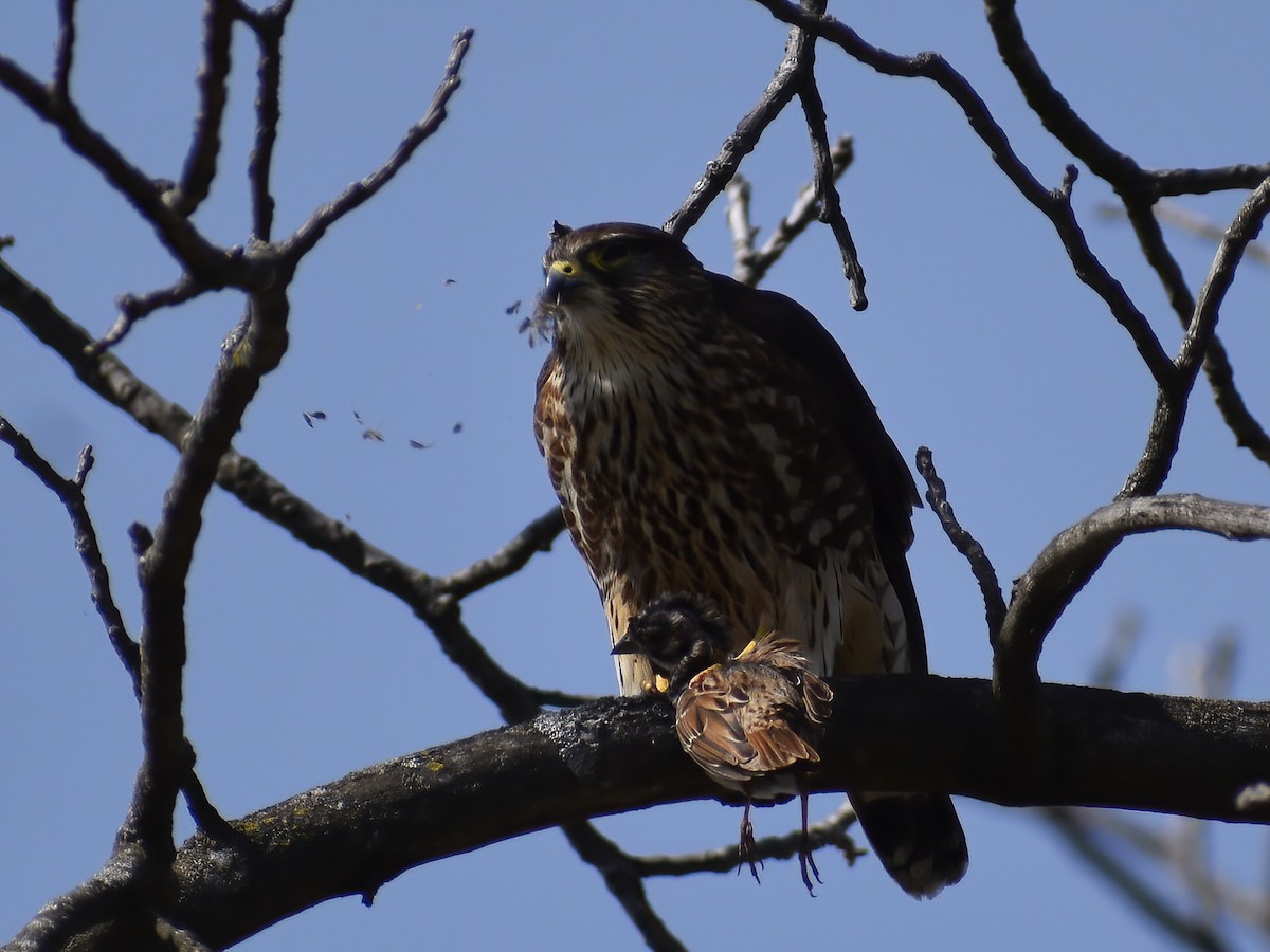 Merlin - ML636634905