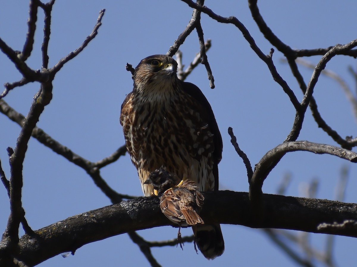 Merlin - ML636634907