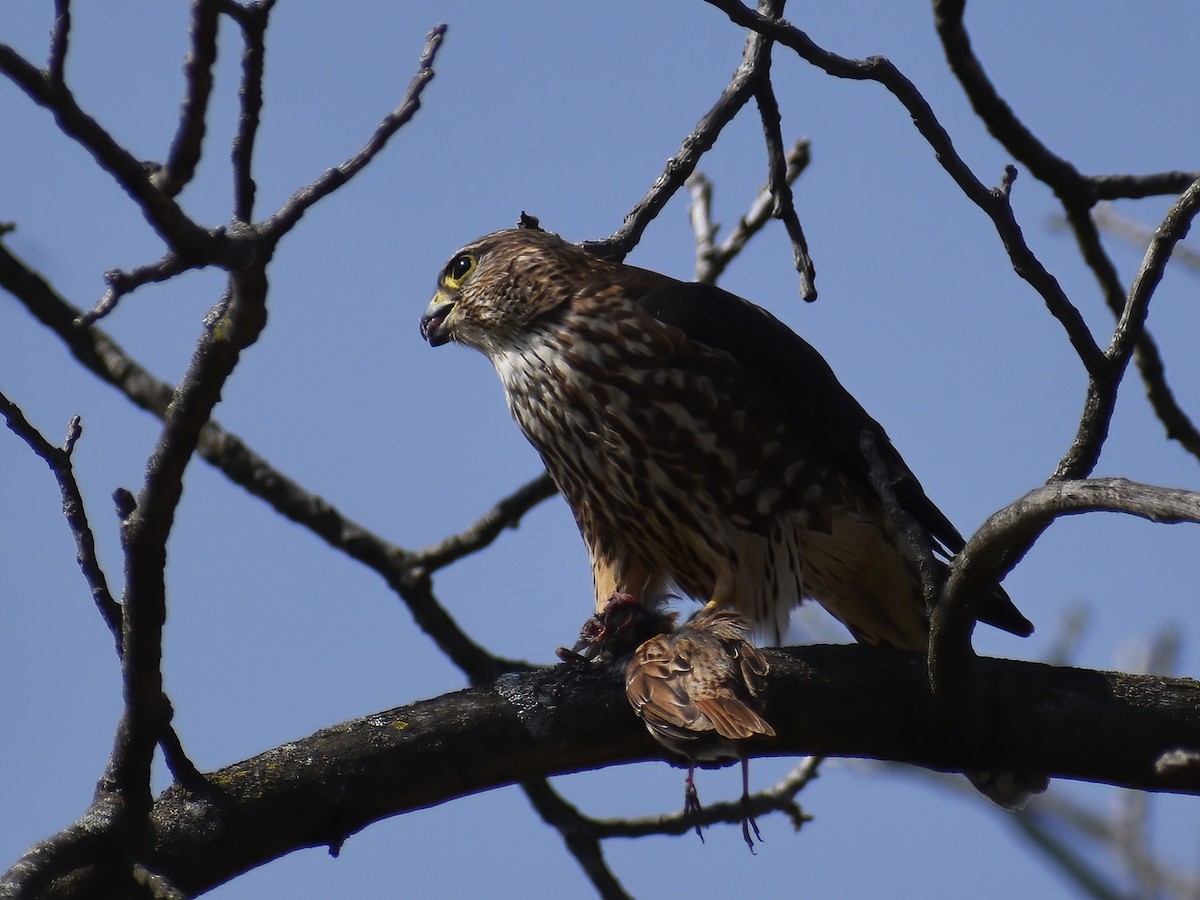 Merlin - ML636634910