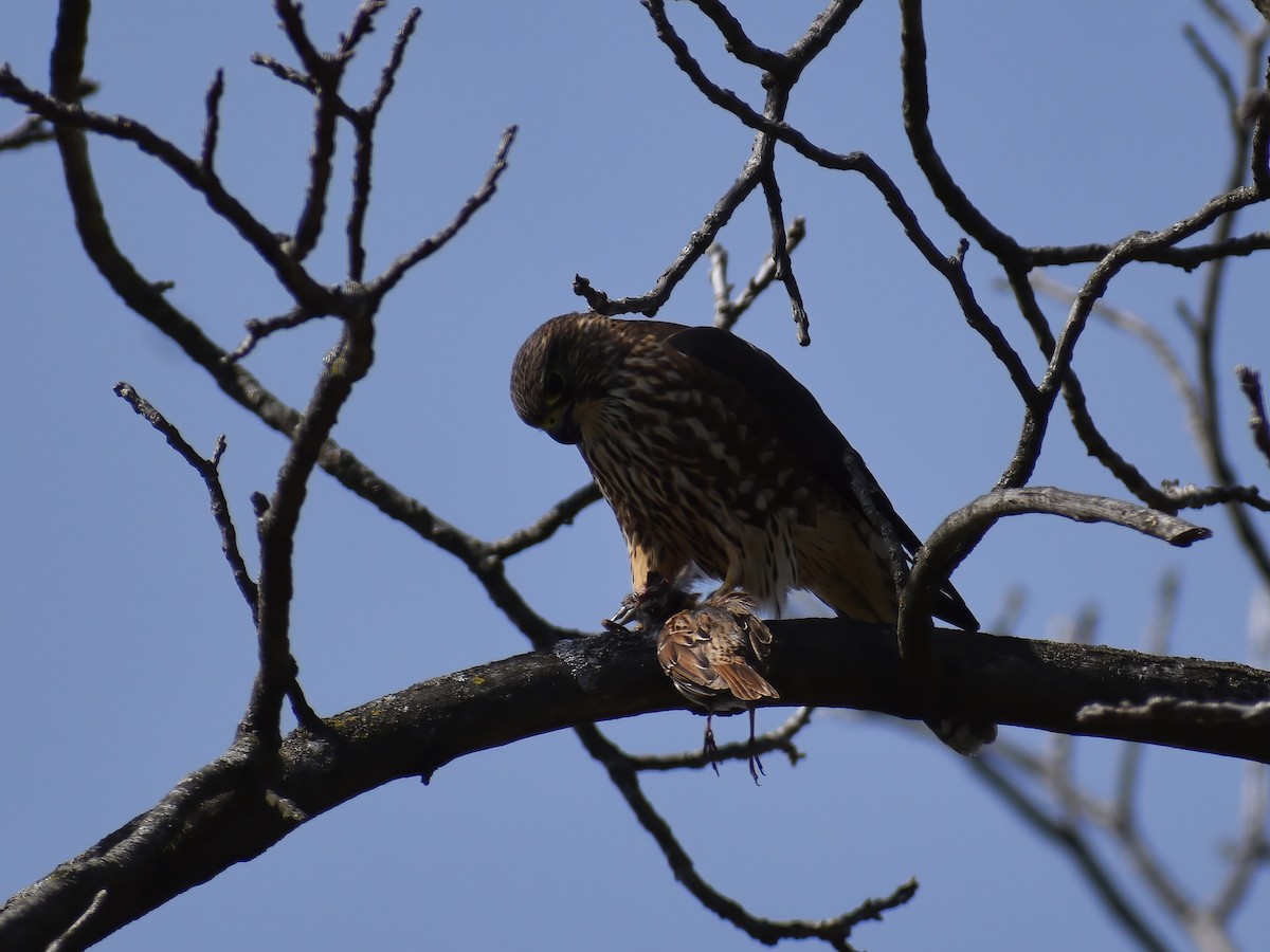 Merlin - ML636634913