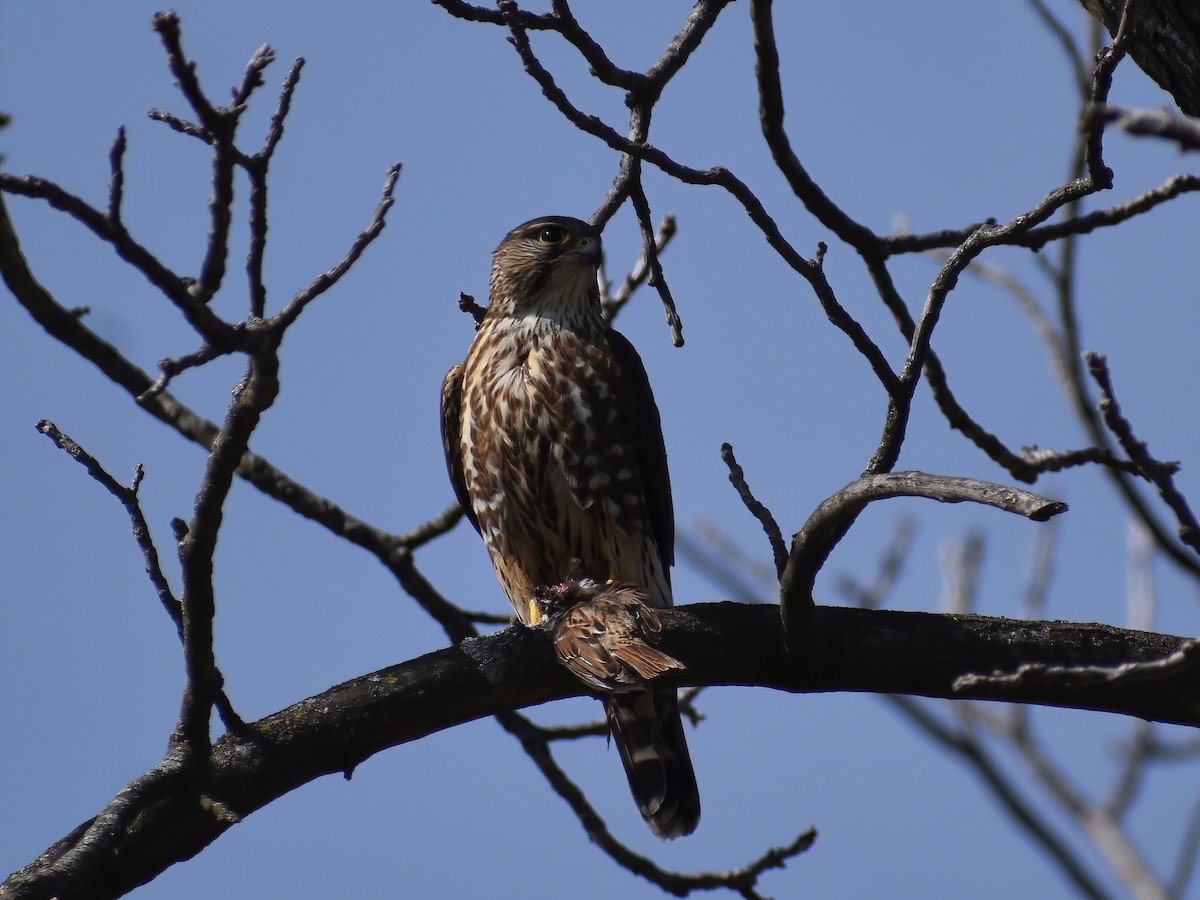 Merlin - ML636634916