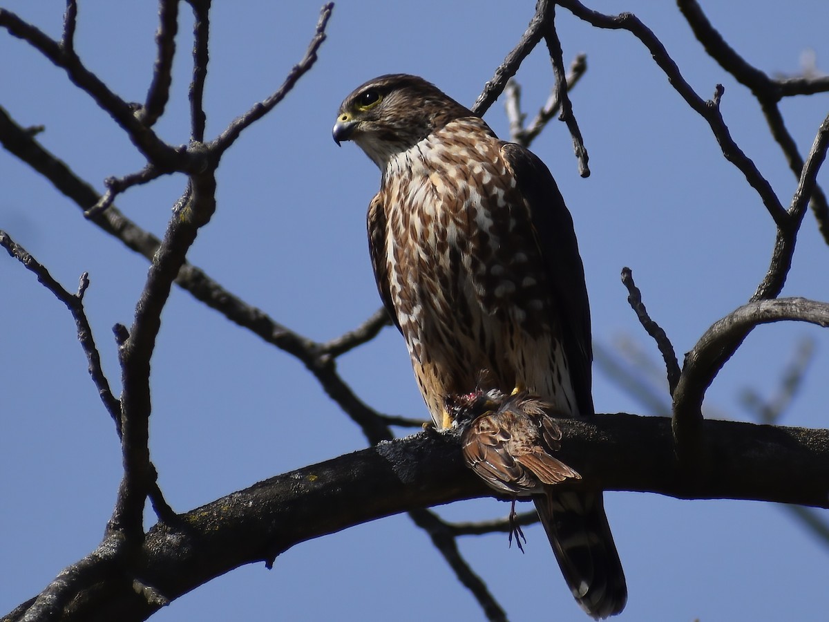 Merlin - ML636634918