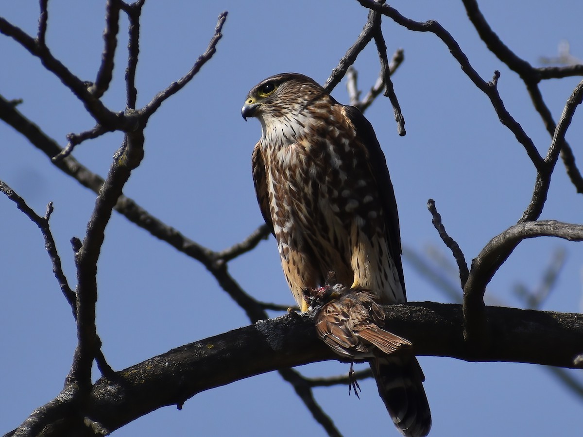 Merlin - ML636634924