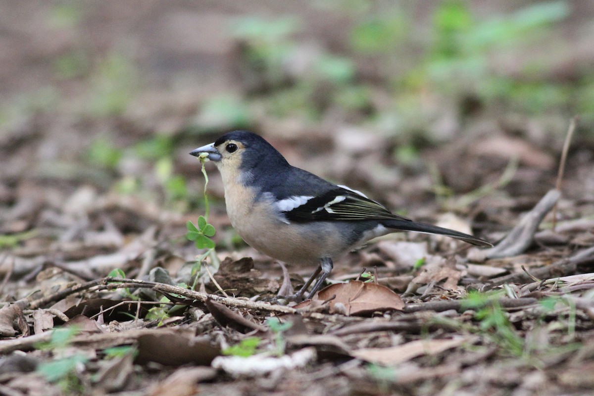 Canary Islands Chaffinch (Canary Is.) - ML636634926