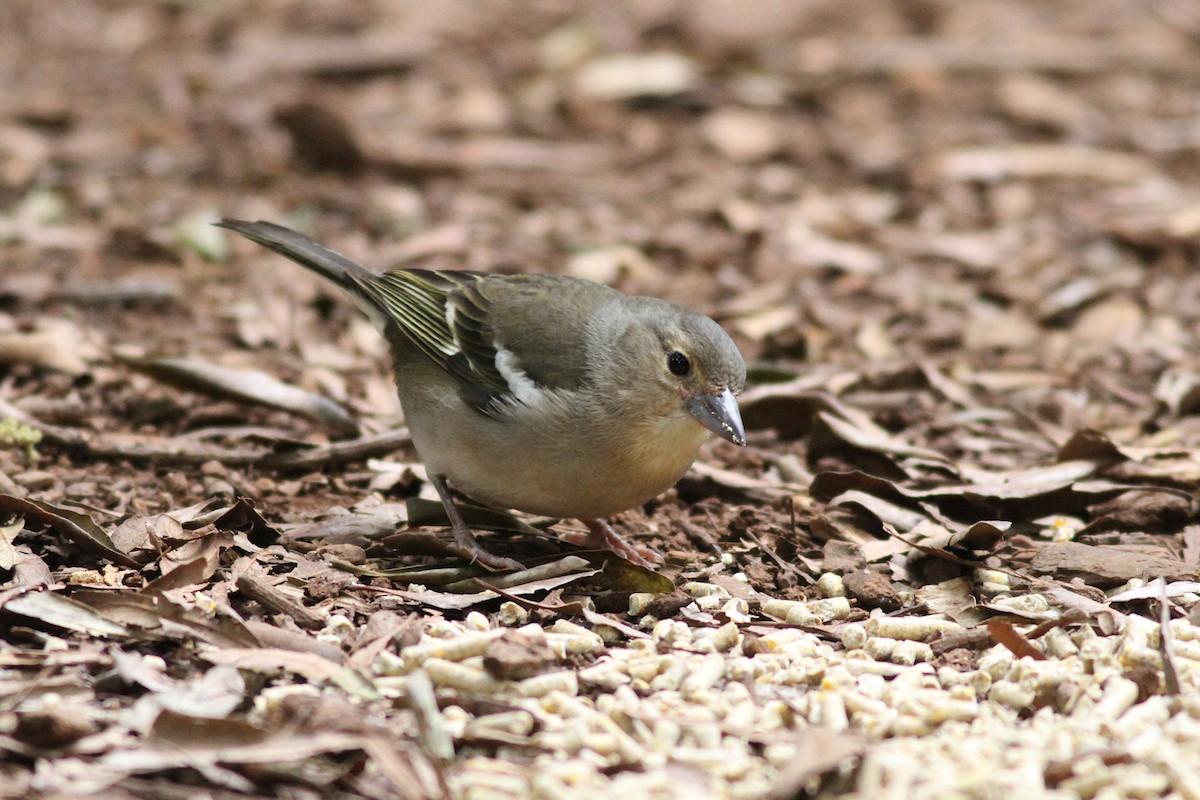 Canary Islands Chaffinch (Canary Is.) - ML636634927