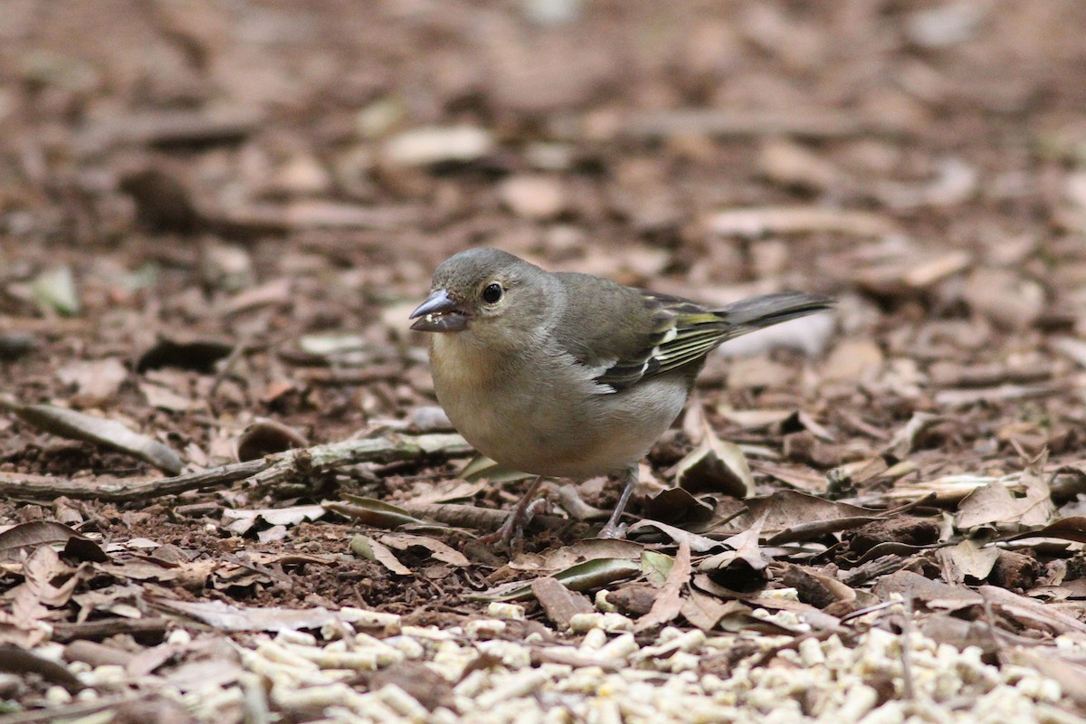 Canary Islands Chaffinch (Canary Is.) - ML636634928