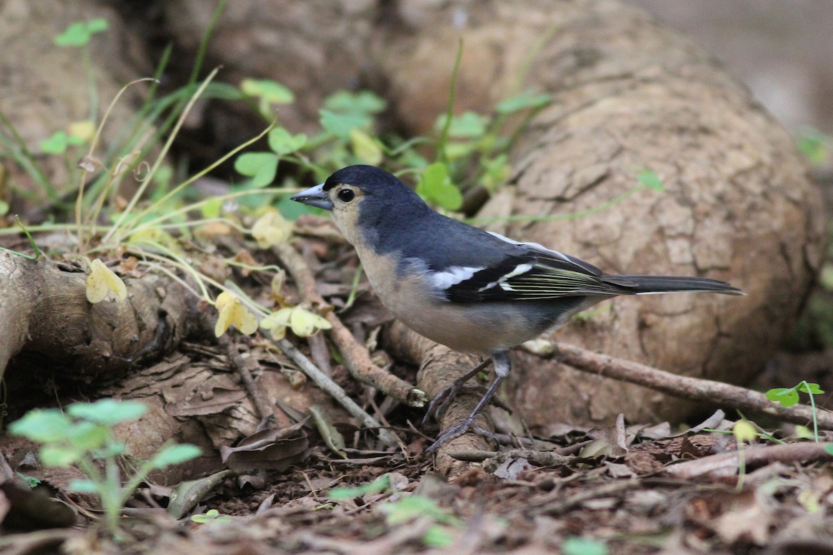 Canary Islands Chaffinch (Canary Is.) - ML636634930
