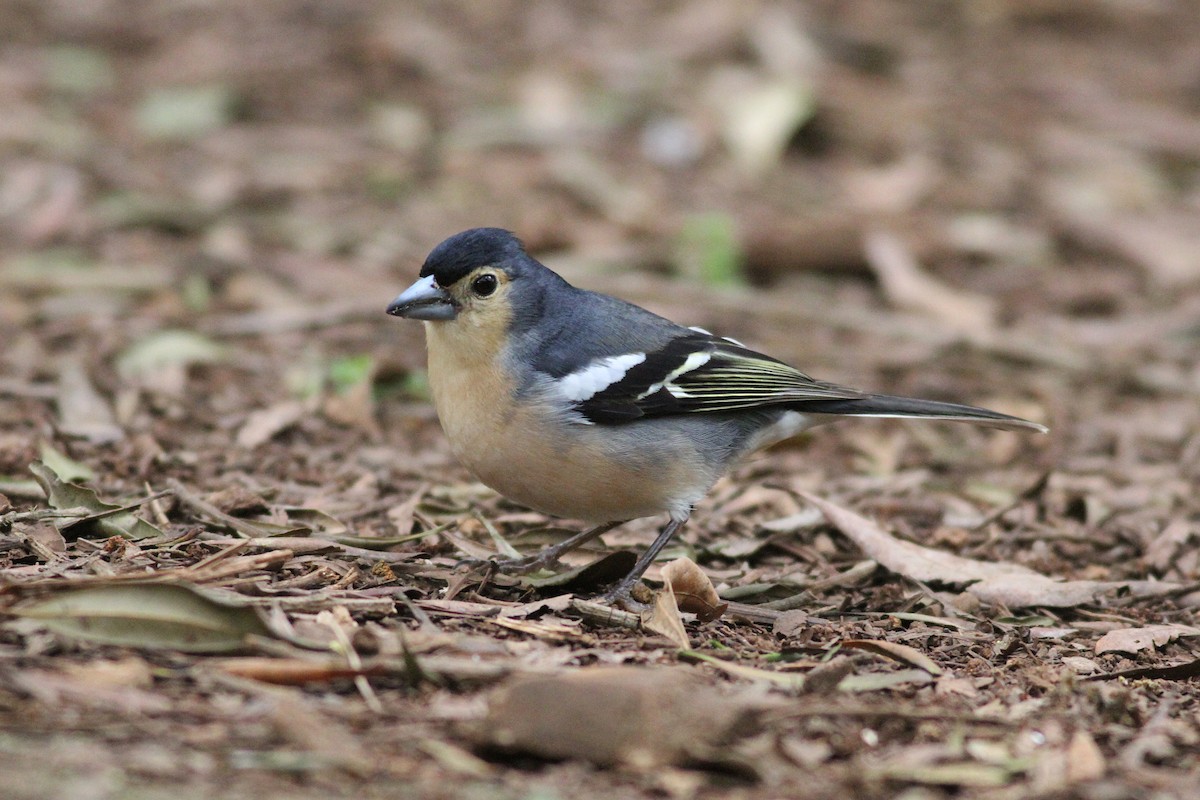Canary Islands Chaffinch (Canary Is.) - ML636634931