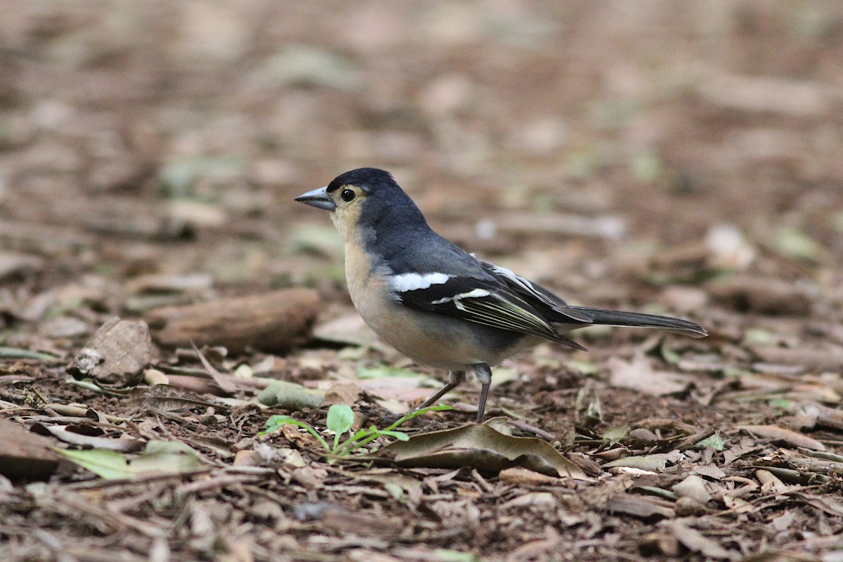 Canary Islands Chaffinch (Canary Is.) - ML636634932