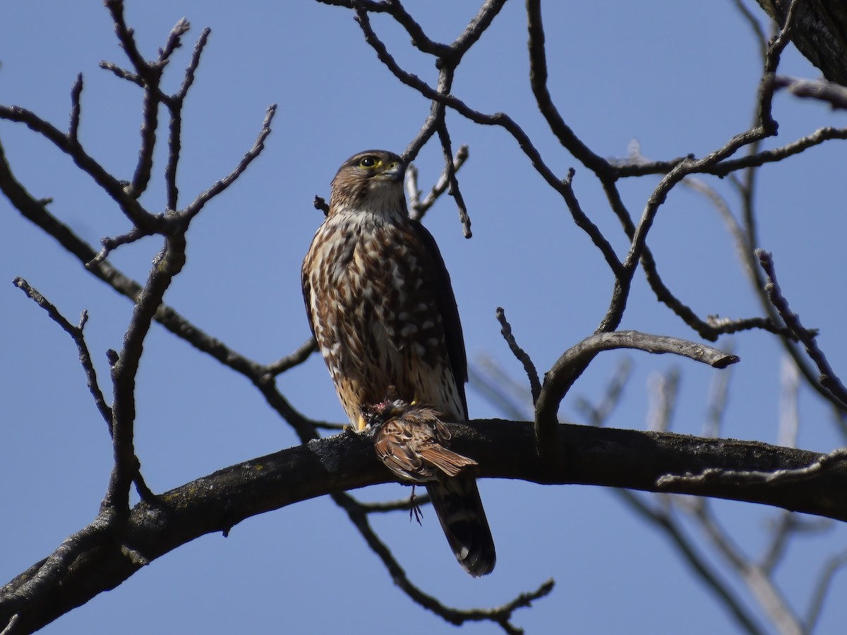 Merlin - ML636634933