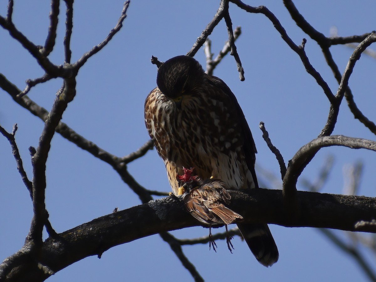 Merlin - ML636634950