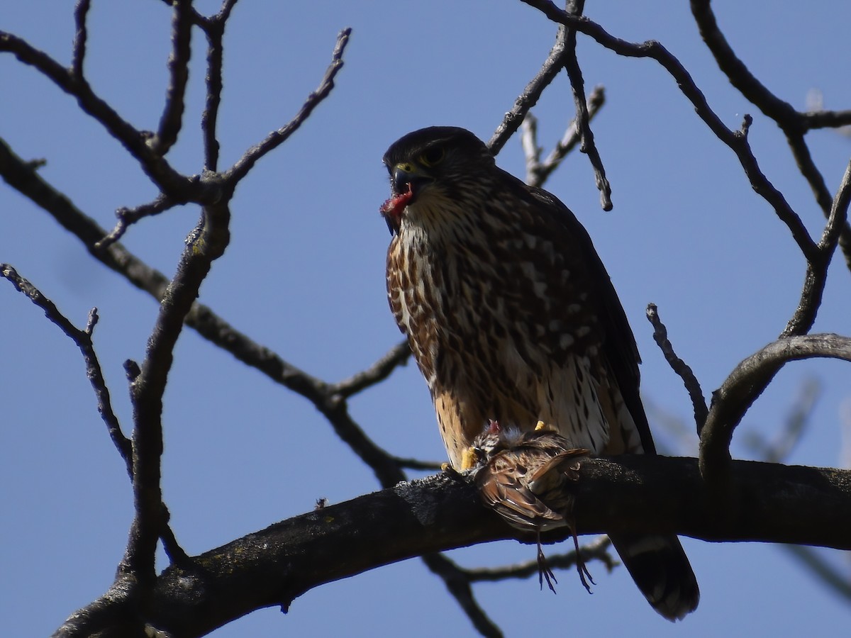 Merlin - ML636634984