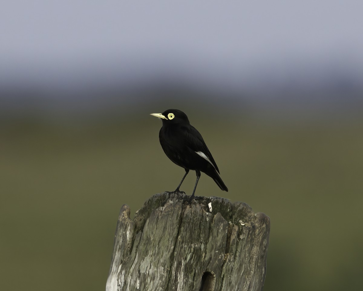 Spectacled Tyrant - ML636634986