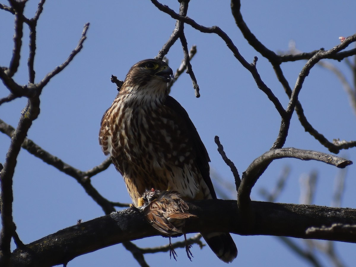 Merlin - ML636634994