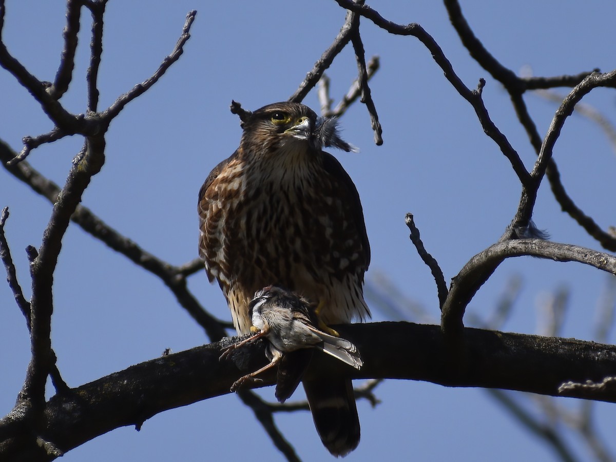 Merlin - ML636635007