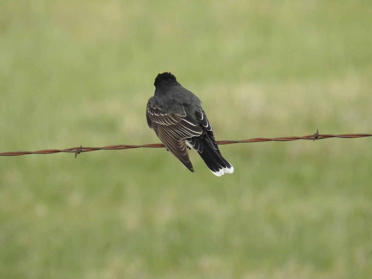 Eastern Kingbird - ML636635016