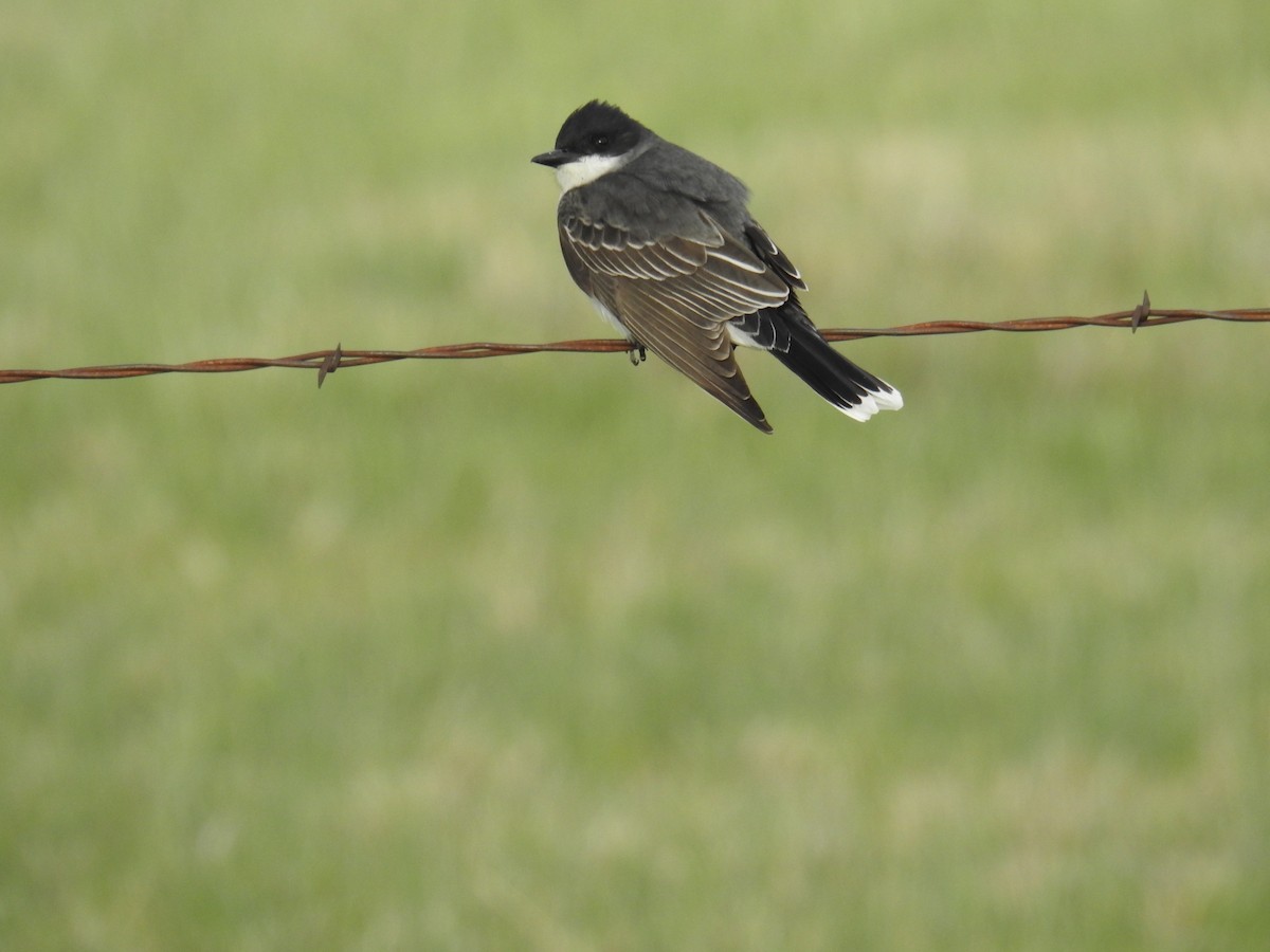Eastern Kingbird - ML636635017