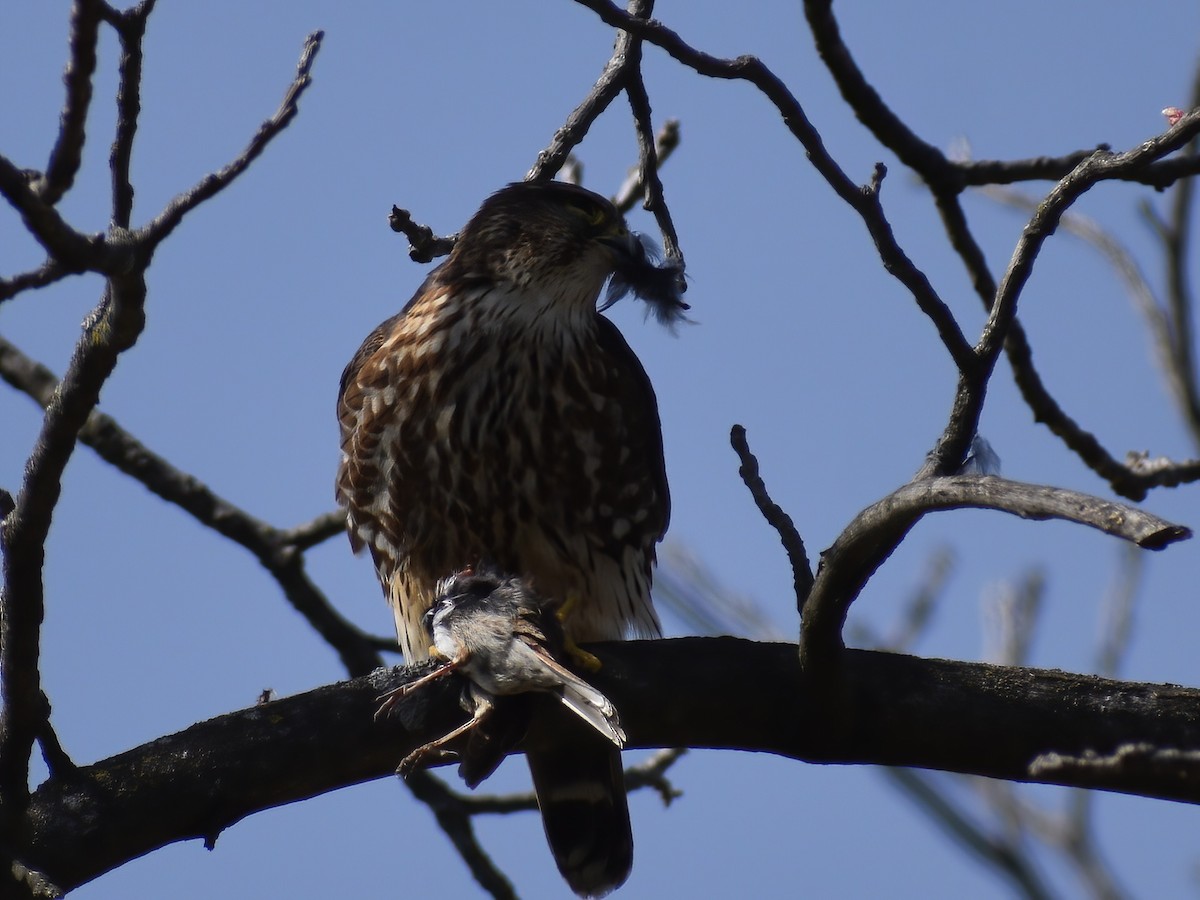 Merlin - ML636635018