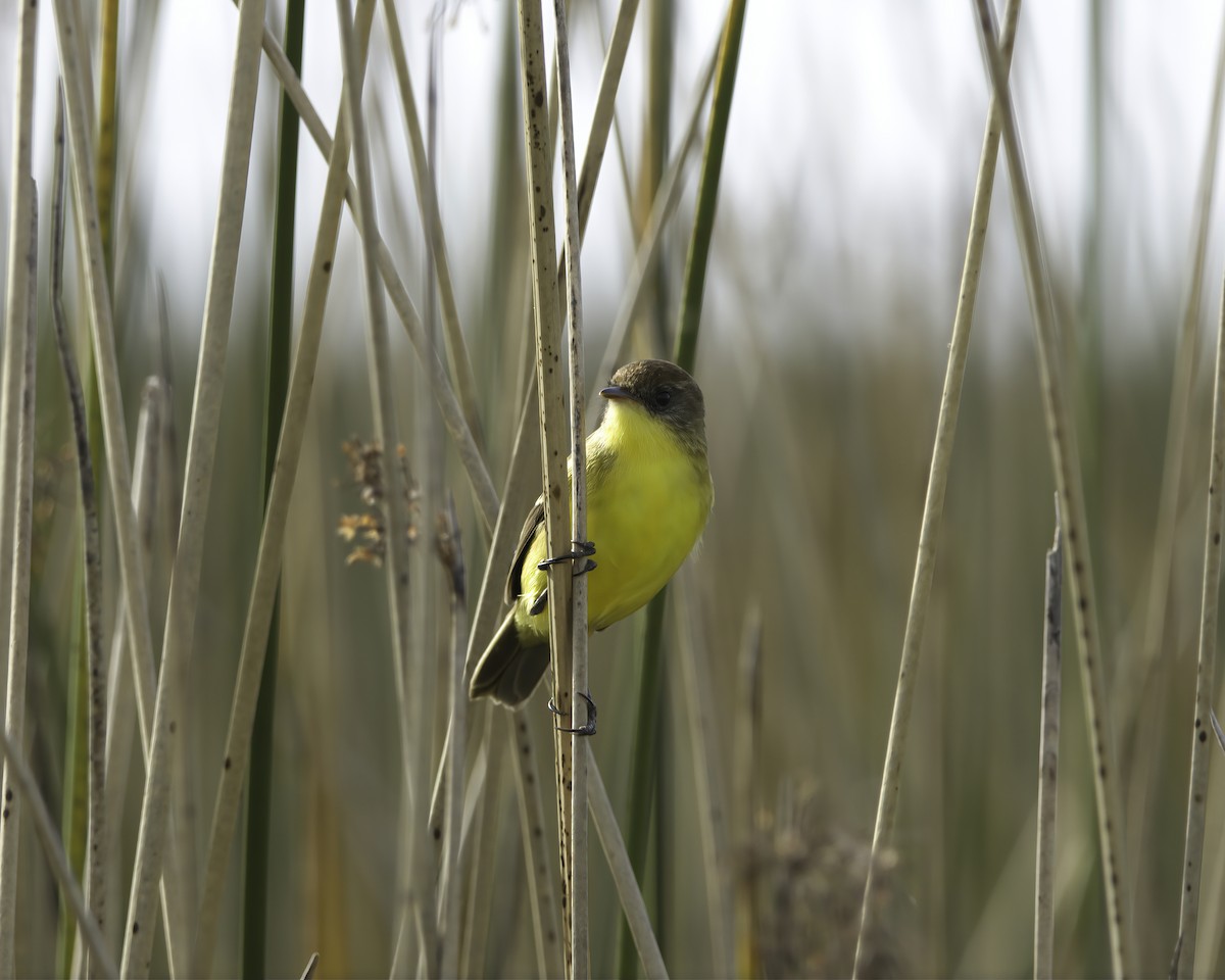 Warbling Doradito - ML636635022