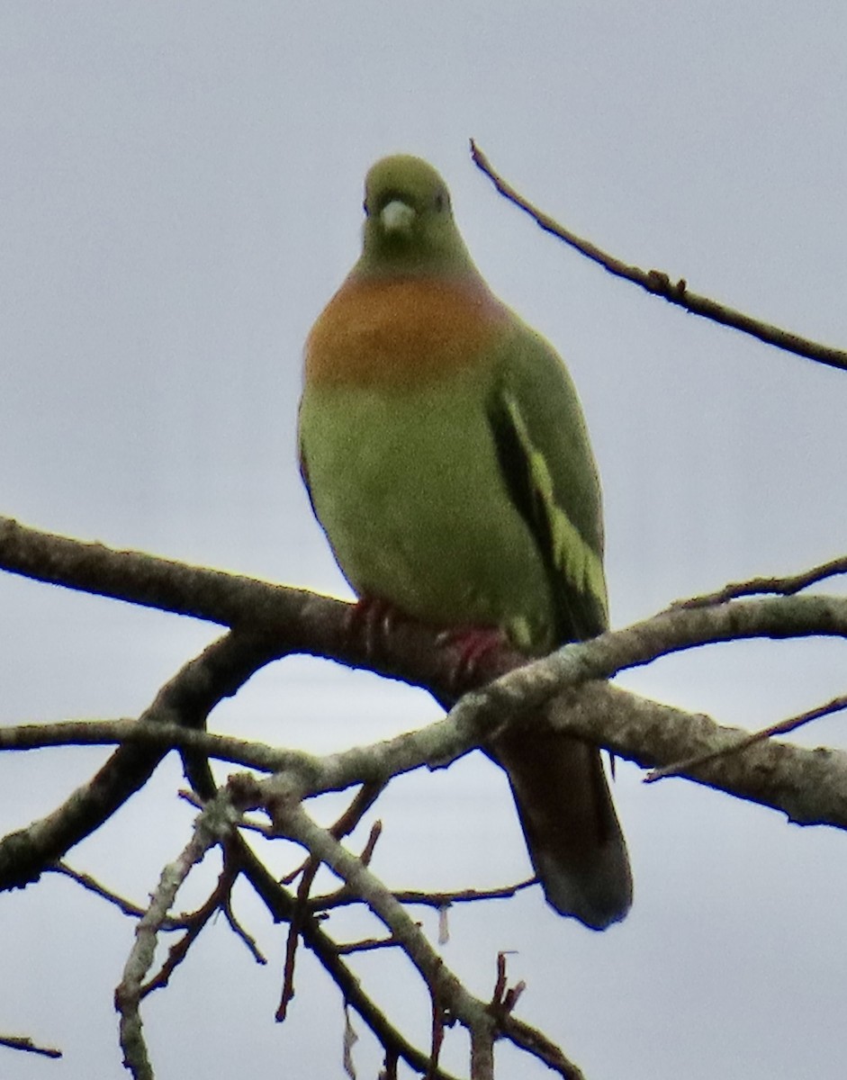 Orange-breasted Green-Pigeon - ML636635034
