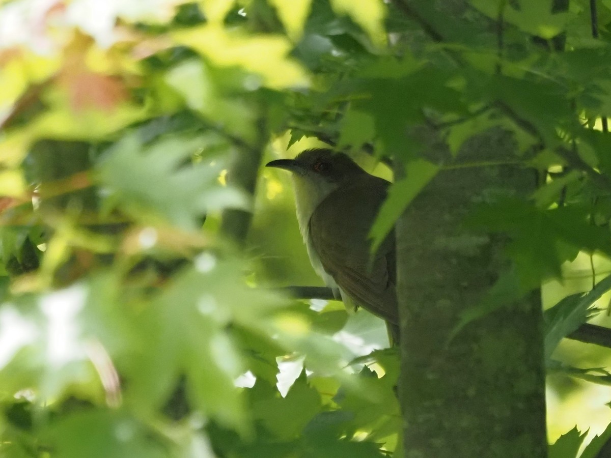 Black-billed Cuckoo - ML636635065