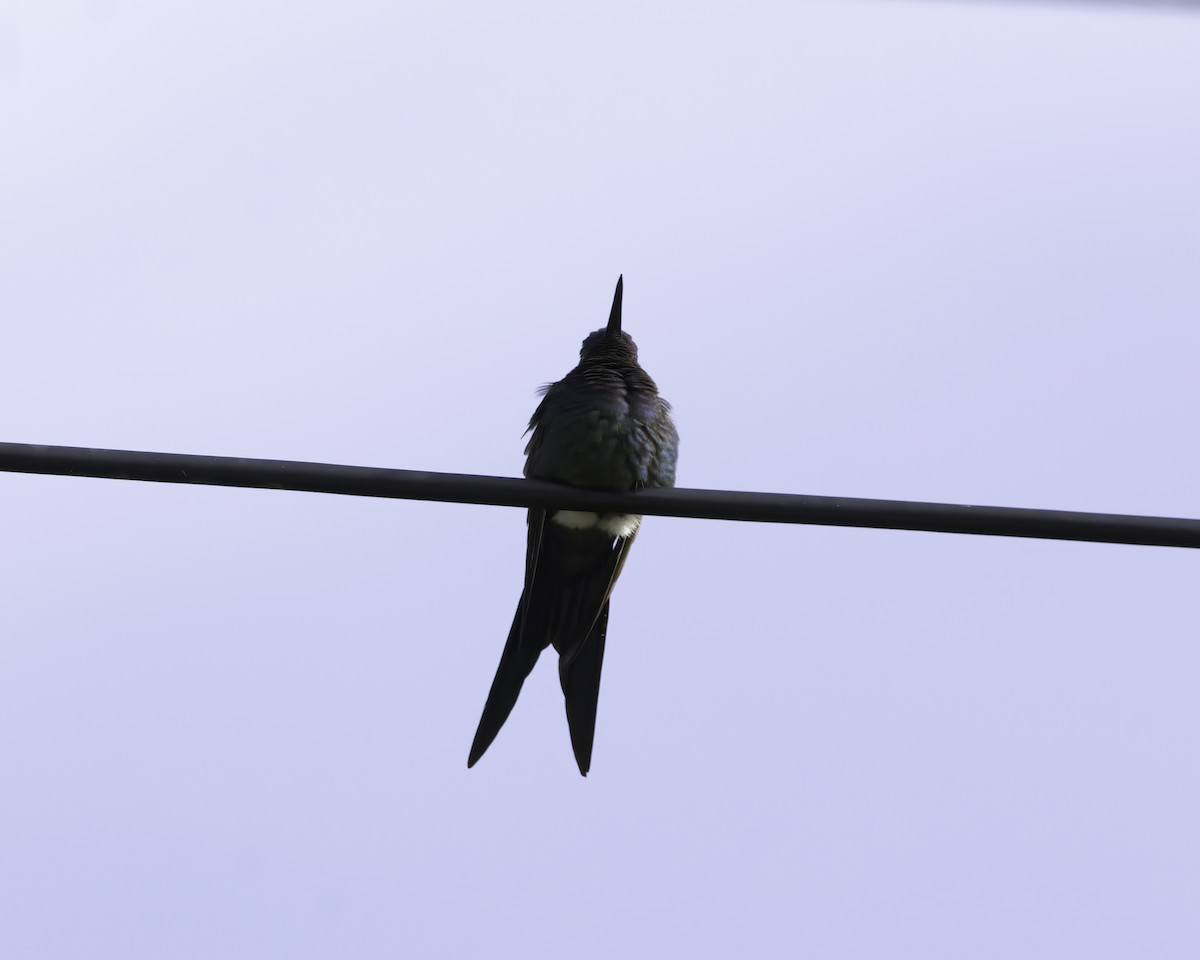 Swallow-tailed Hummingbird - ML636635081