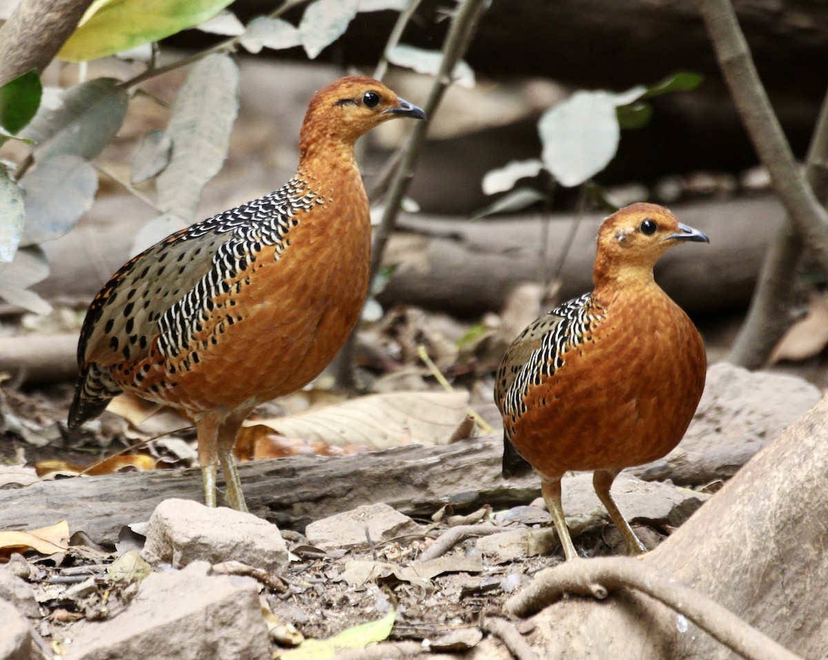 Ferruginous Partridge - ML636635095