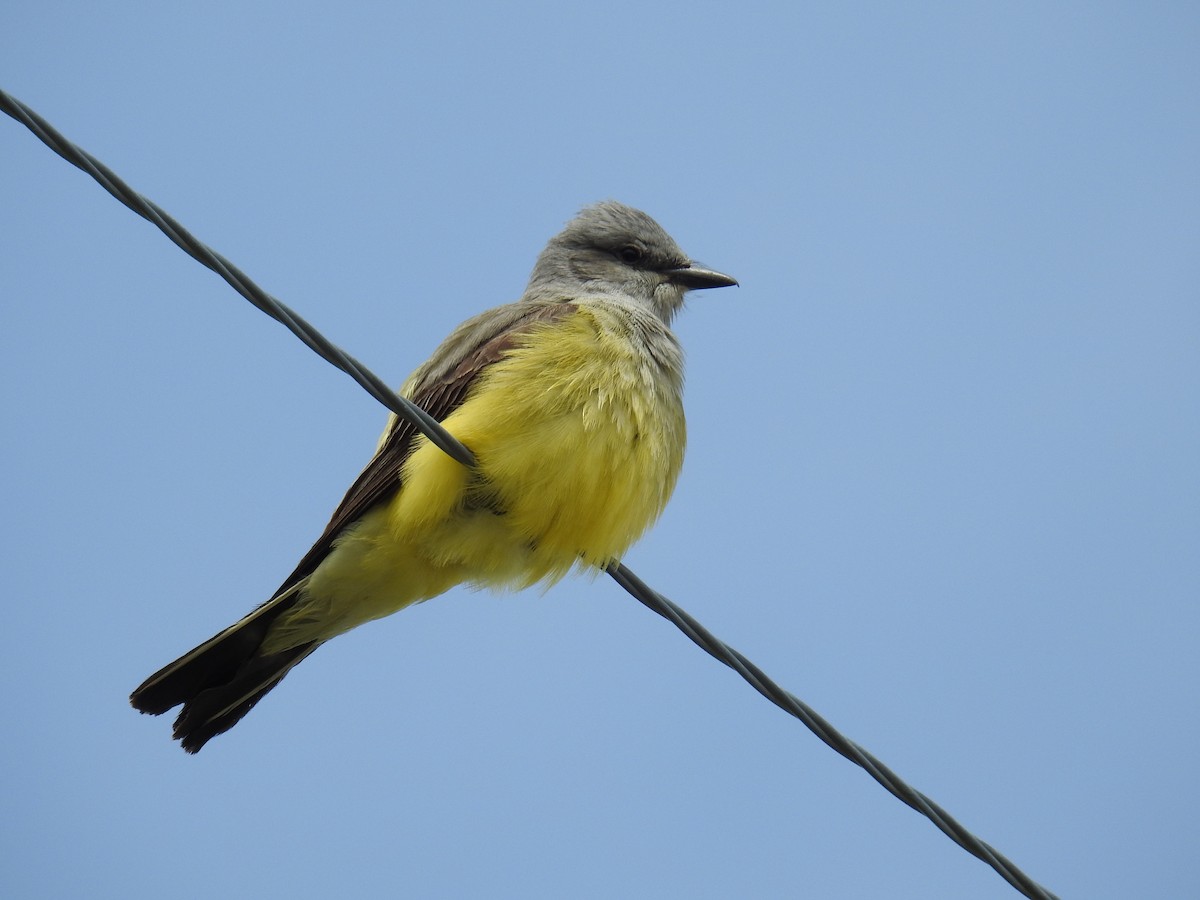 Western Kingbird - ML636635117