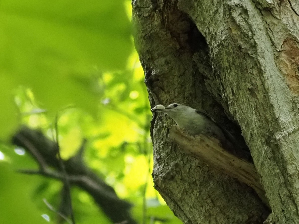 White-breasted Nuthatch - ML636635121