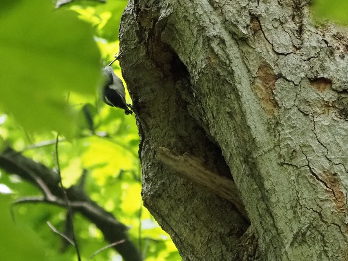 White-breasted Nuthatch - ML636635122