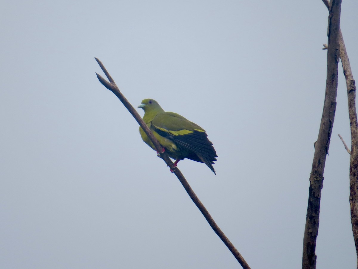Orange-breasted Green-Pigeon - ML636635148