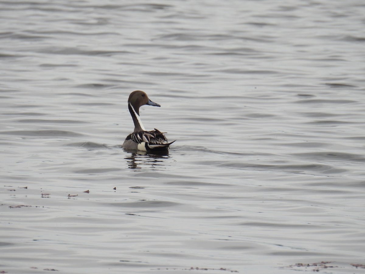 Northern Pintail - ML636635184
