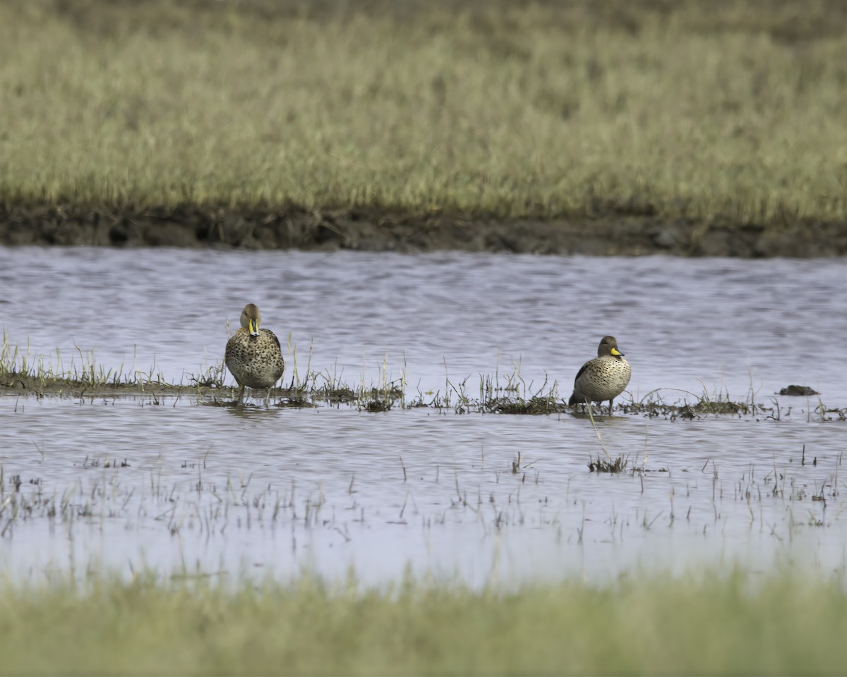Yellow-billed Teal - ML636635199