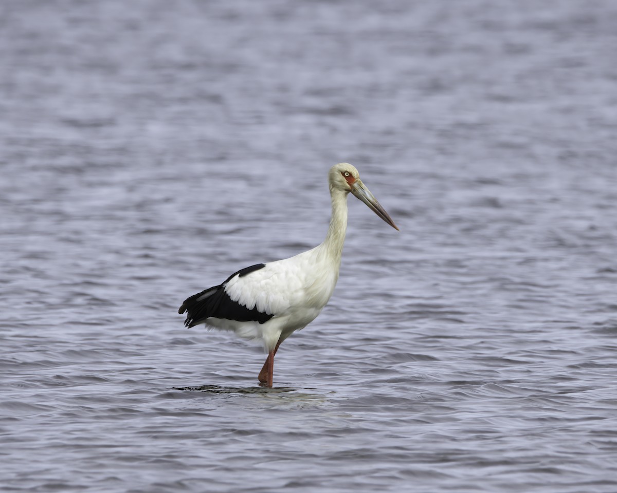Maguari Stork - ML636635218