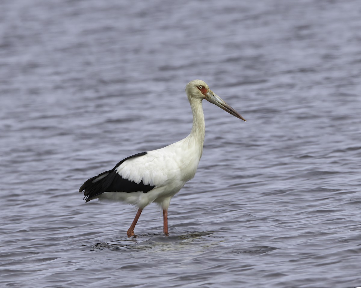 Maguari Stork - ML636635219
