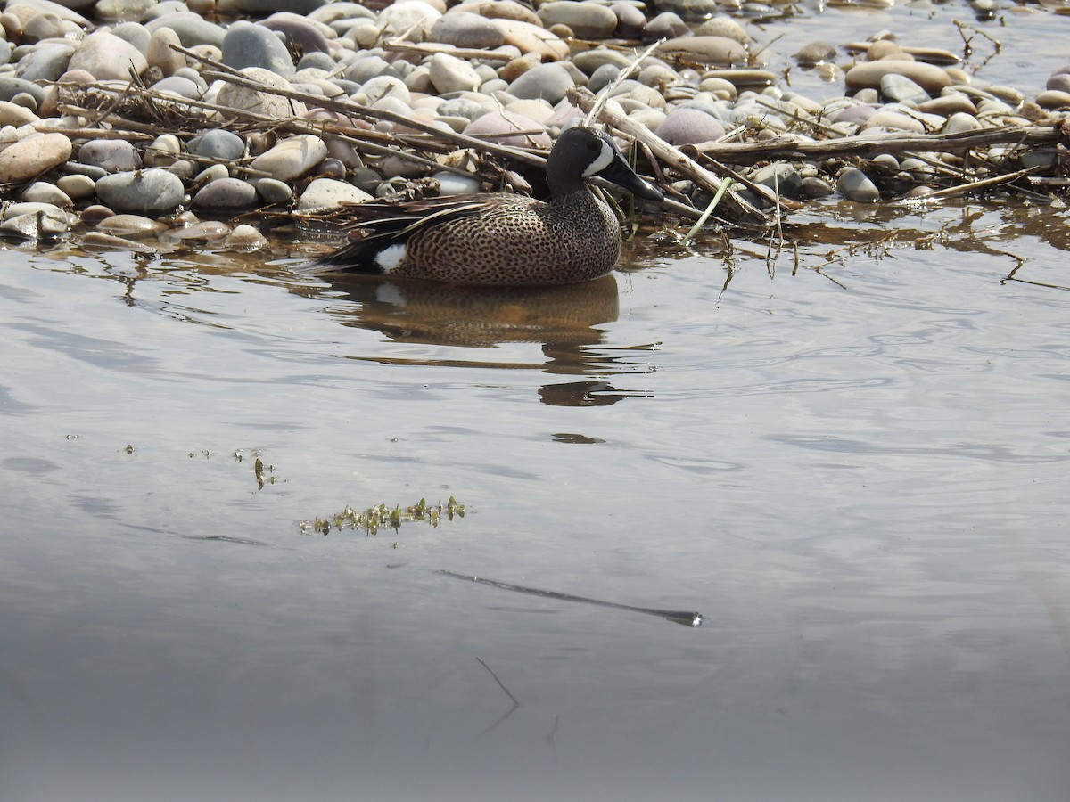 Blue-winged Teal - ML636635227