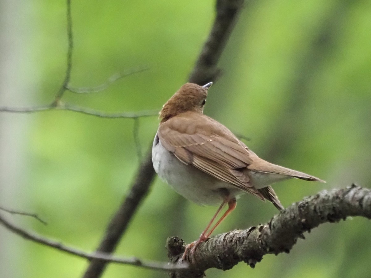 Veery - ML636635243