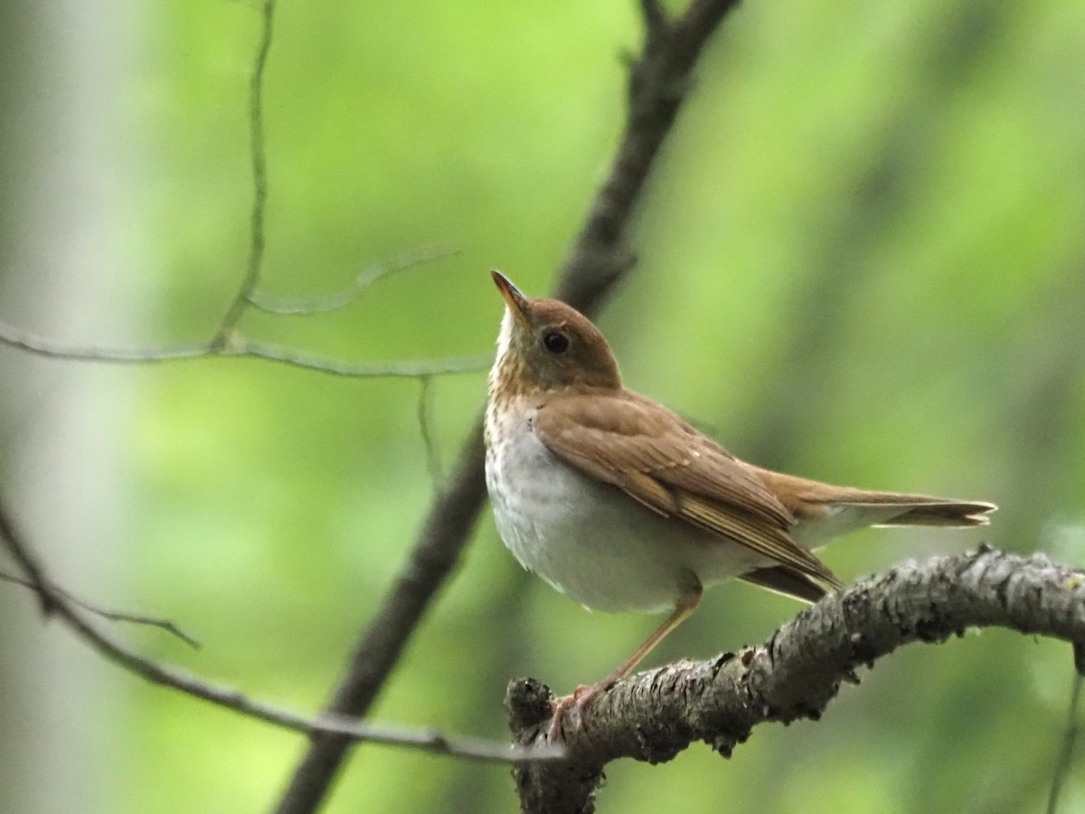 Veery - ML636635244