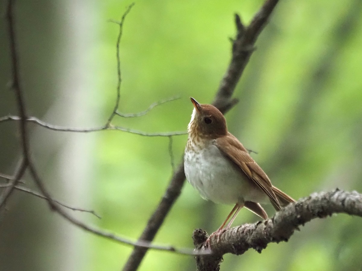 Veery - ML636635245