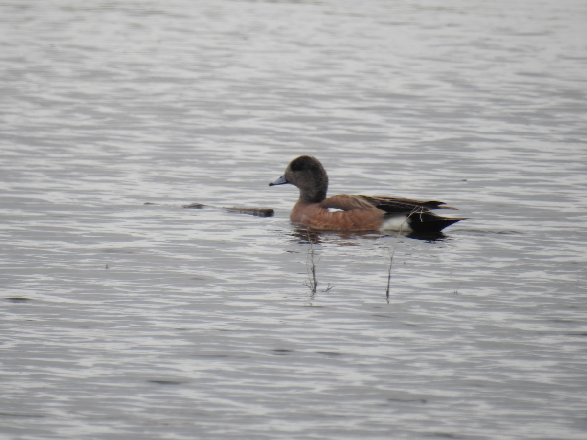 American Wigeon - ML636635251