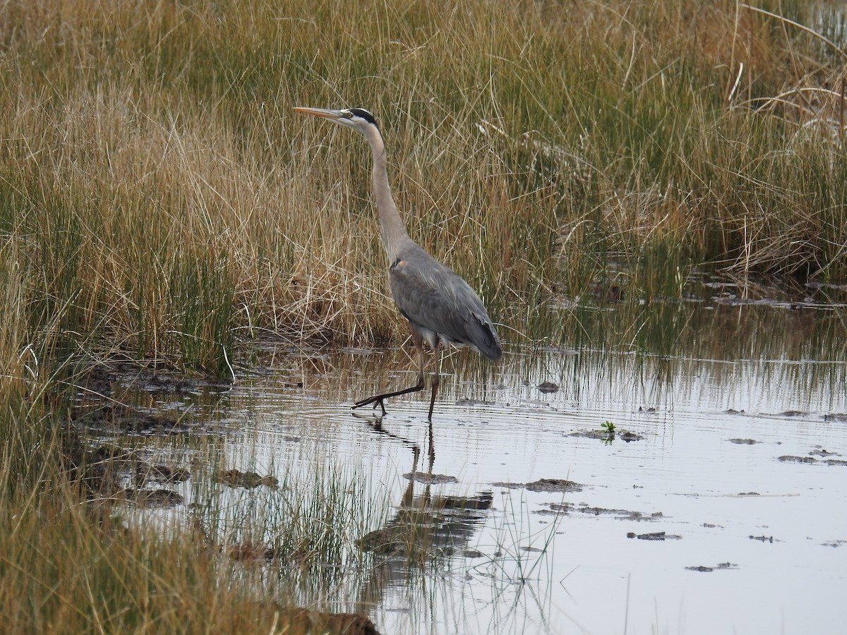 Great Blue Heron - ML636635294