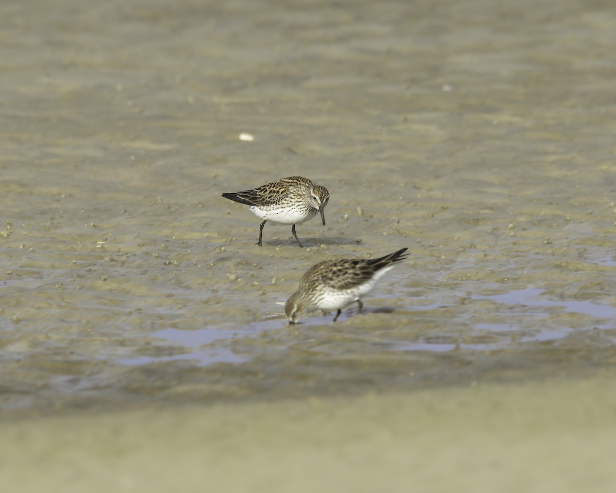 White-rumped Sandpiper - ML636635341