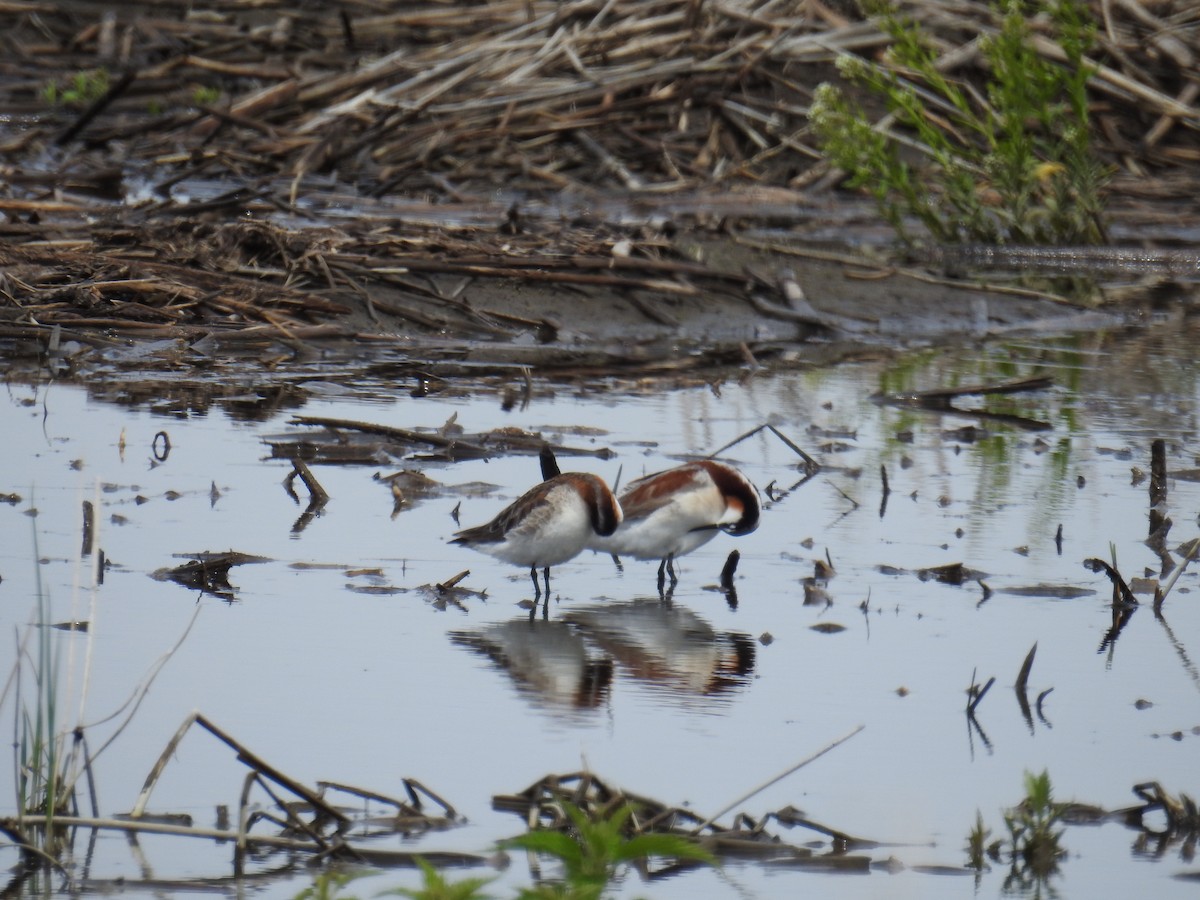 Wilson's Phalarope - ML636635345