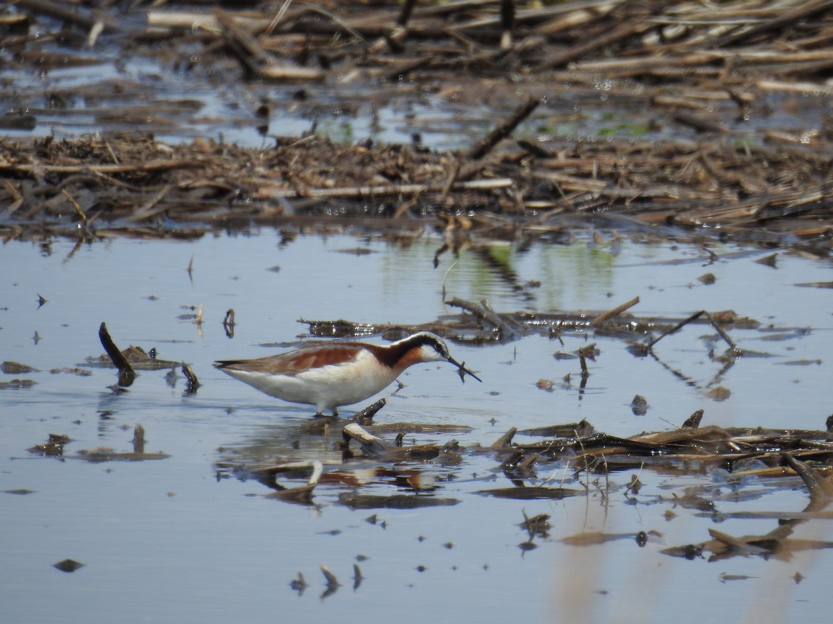 Wilson's Phalarope - ML636635349