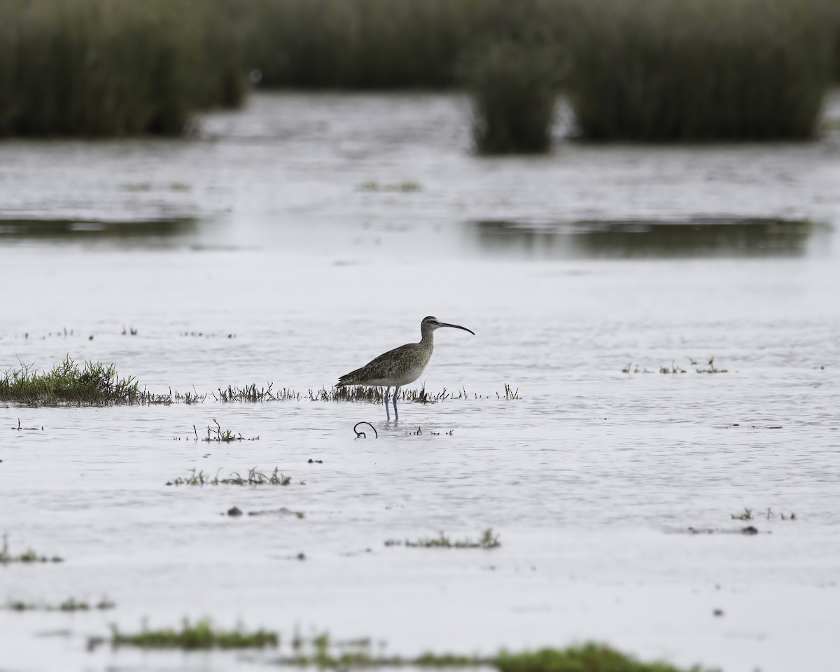 Whimbrel (Hudsonian) - ML636635381