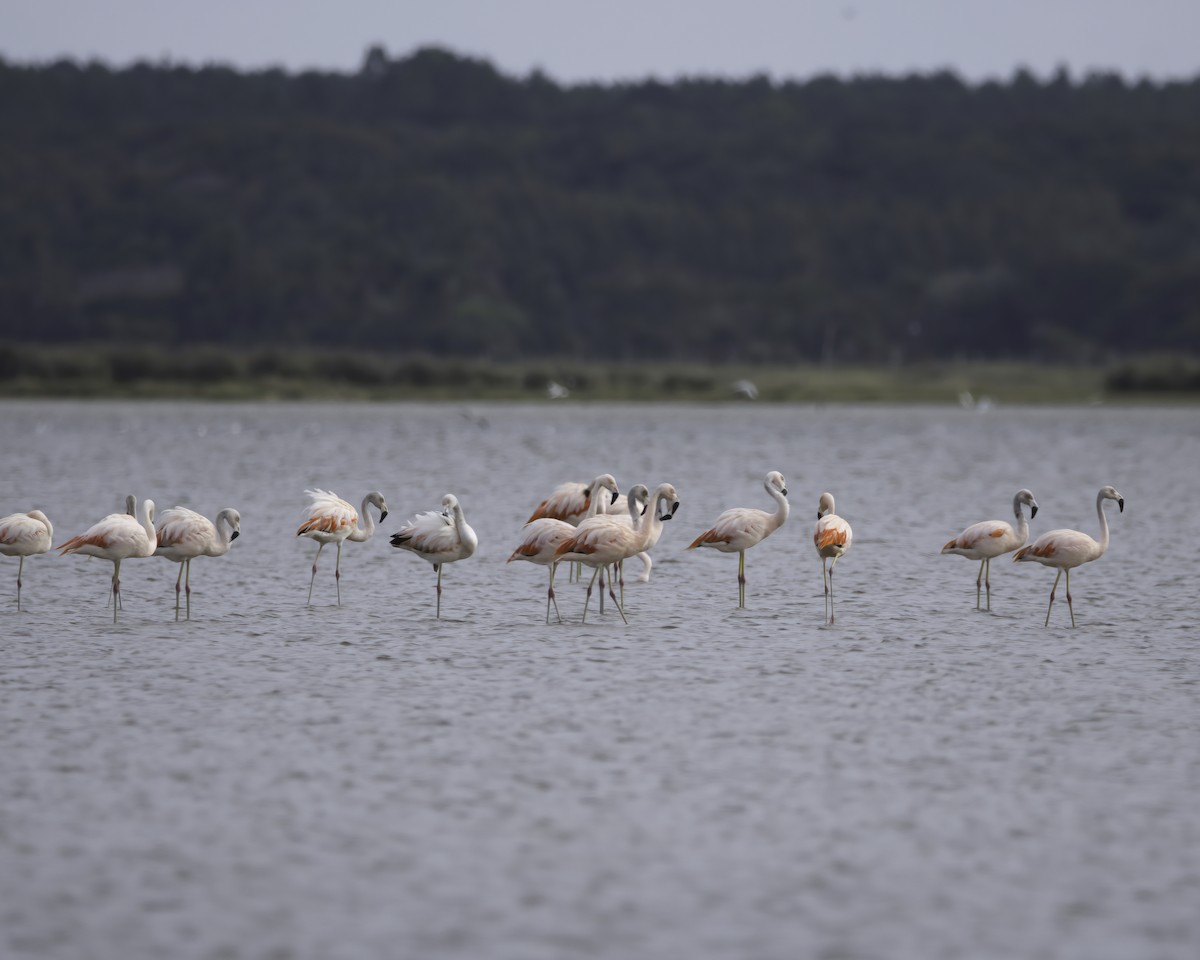 Chilean Flamingo - ML636635393