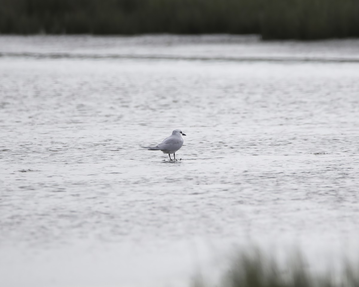 Gull-billed Tern - ML636635412