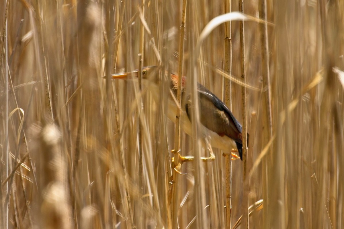 Least Bittern - ML636635458
