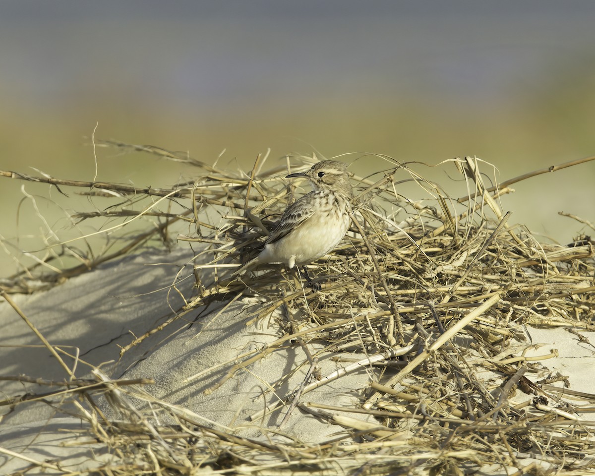 Common Miner - ML636635473