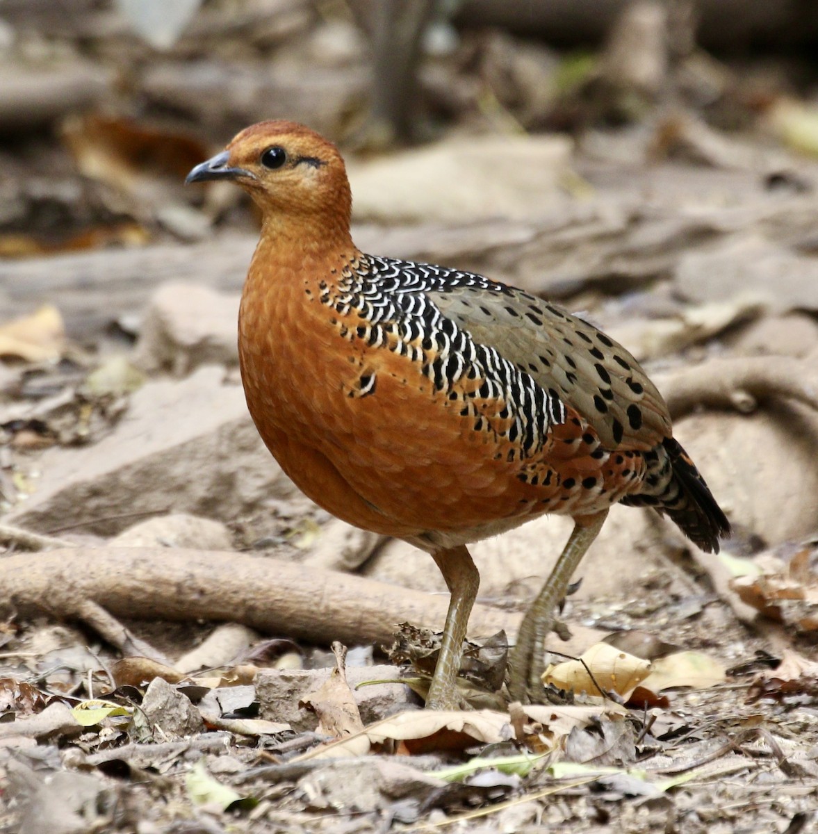 Ferruginous Partridge - ML636635477